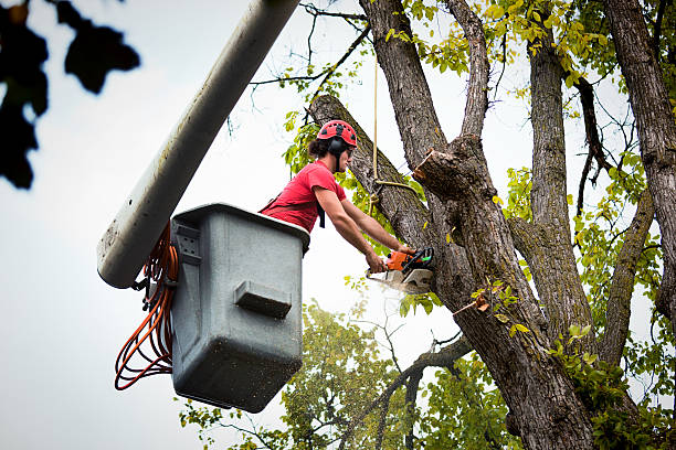 Best Tree Cutting Near Me  in Forest Meadows, CA